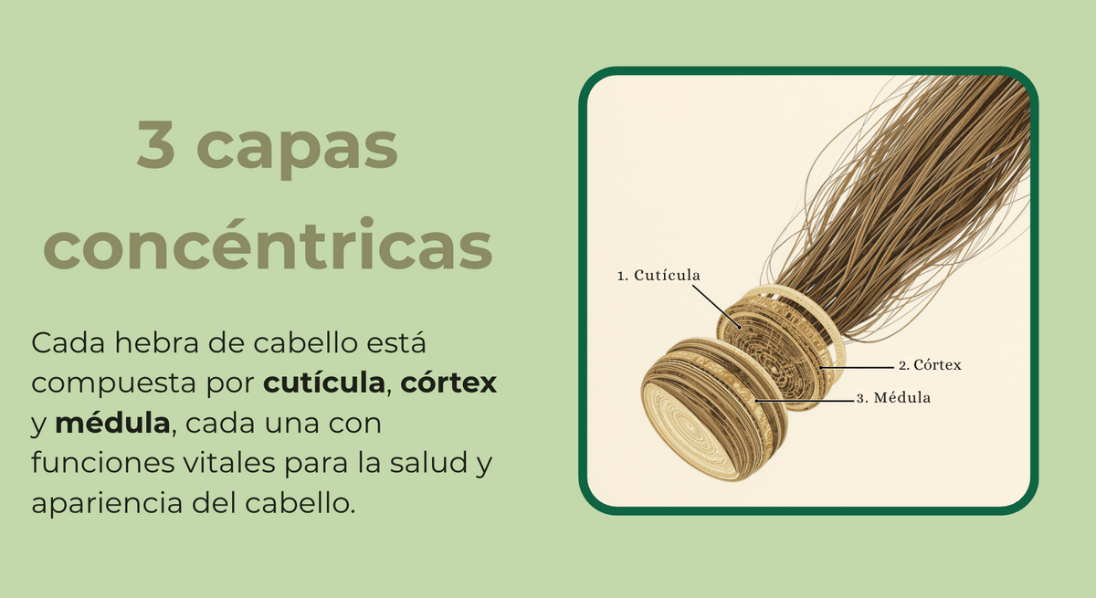 estructura del cabello: cutícula, córtex y médula, y cómo el daño abre la cutícula causando frizz